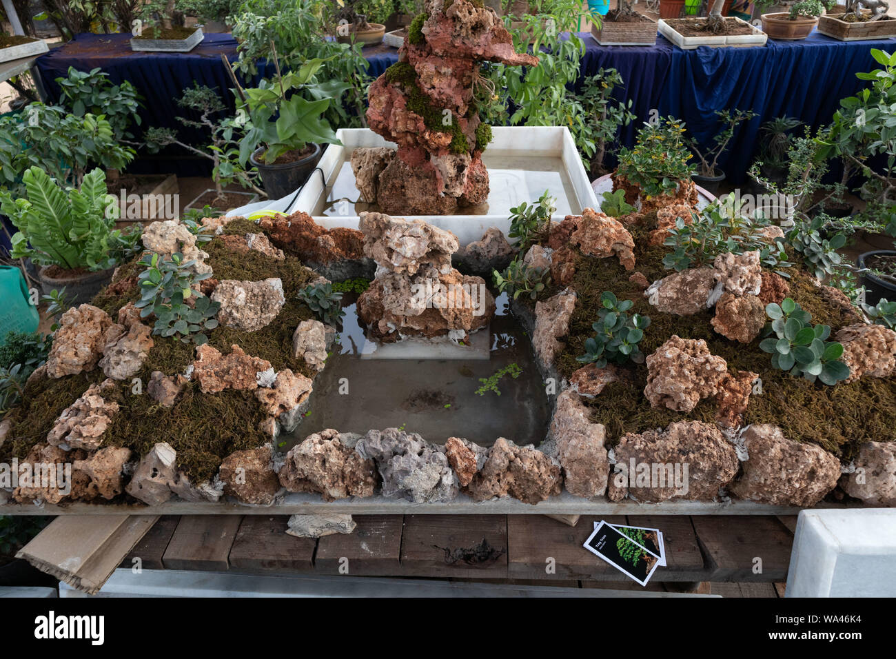 Hyderabad,India CIRCA AUGUST 2019.Various types of Penjing Bonsai for