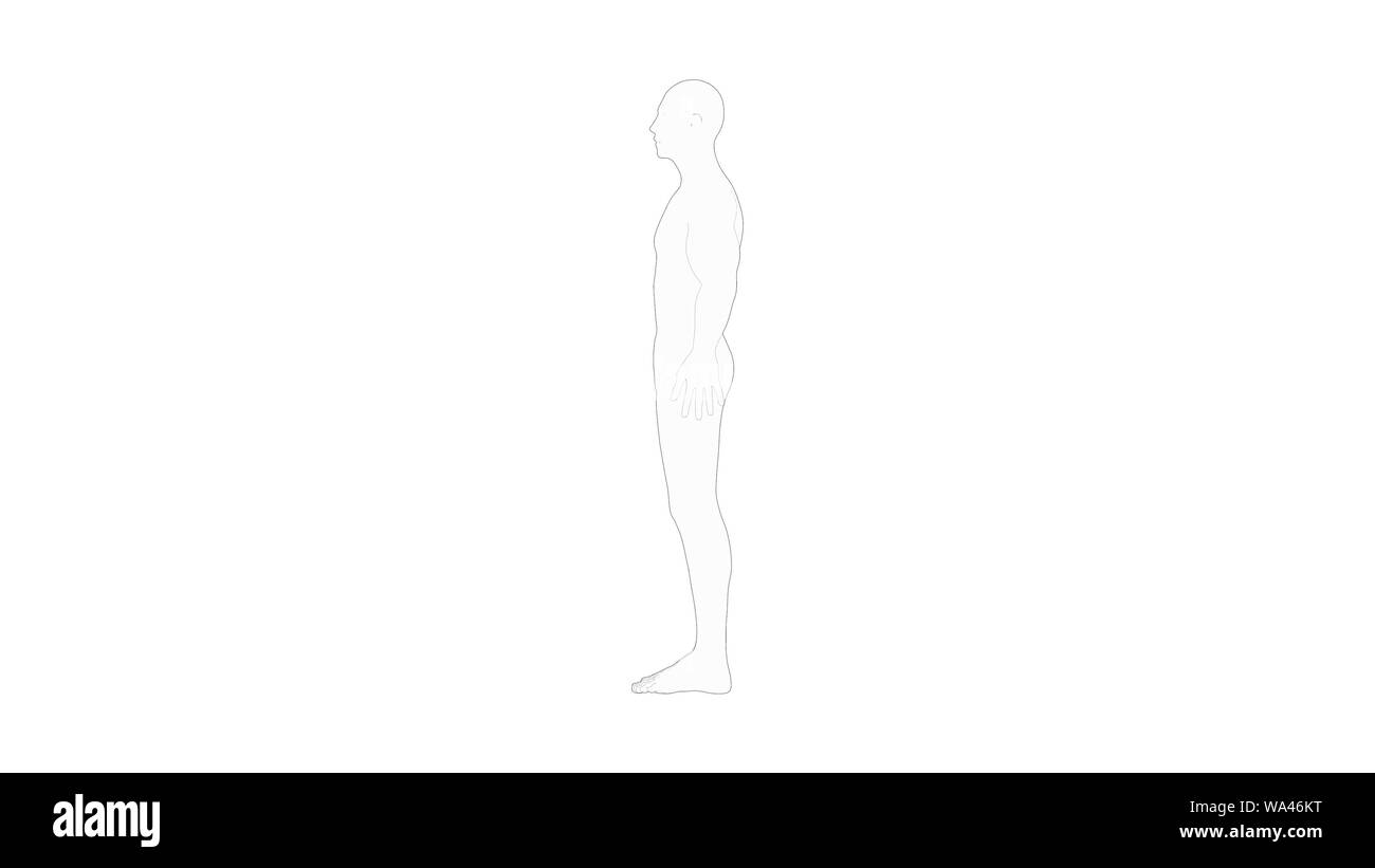 3 Body Rendering Human body 3d rendering of multiple views of a human body isolated in ...