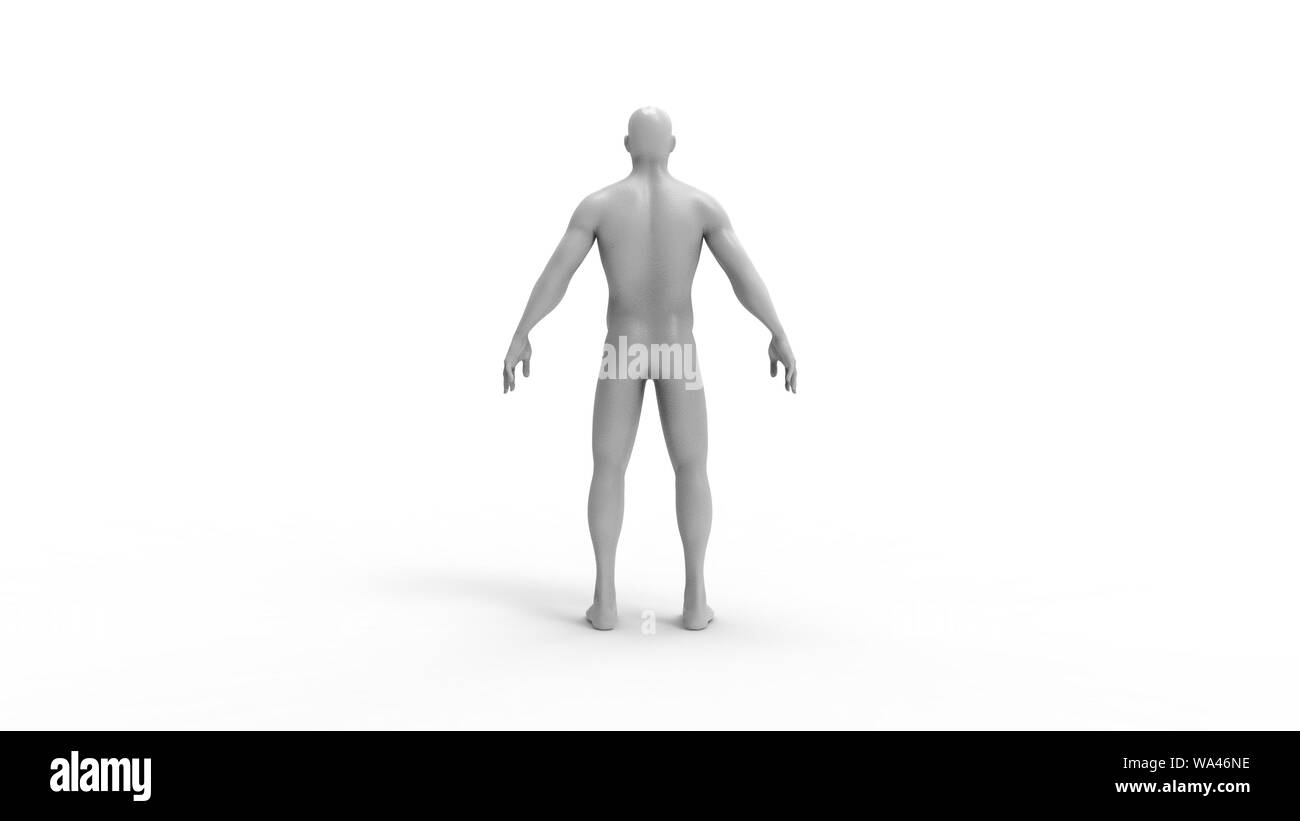 3 Body Rendering Human body 3d rendering of multiple views of a human body isolated in ...