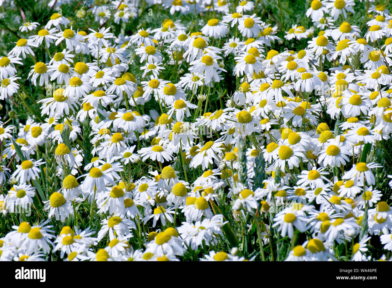 Scentless Mayweed (matricaria maritima), a profusion of flowers growing