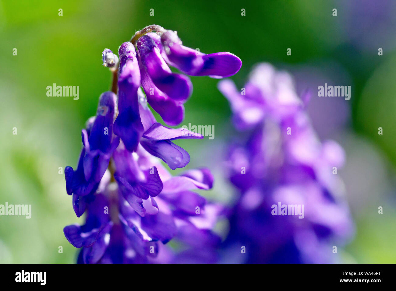 Tufted Vetch (vicia cracca), close up of a couple of flower heads with low depth of field. Stock Photo