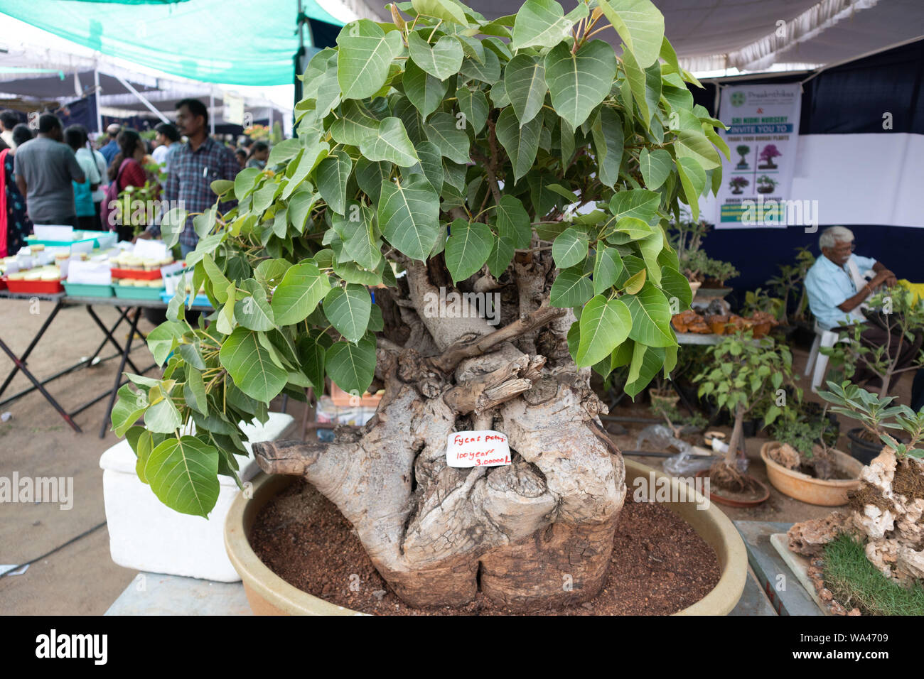 Hyderabad,India CIRCA AUGUST 2019.Various types of Bonsai for sale at