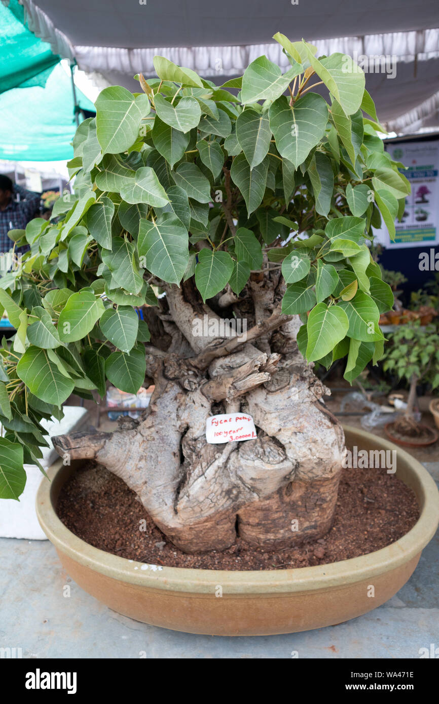 Peepal Tree Bonsai Images Discounts Prices www.pattani2.go.th