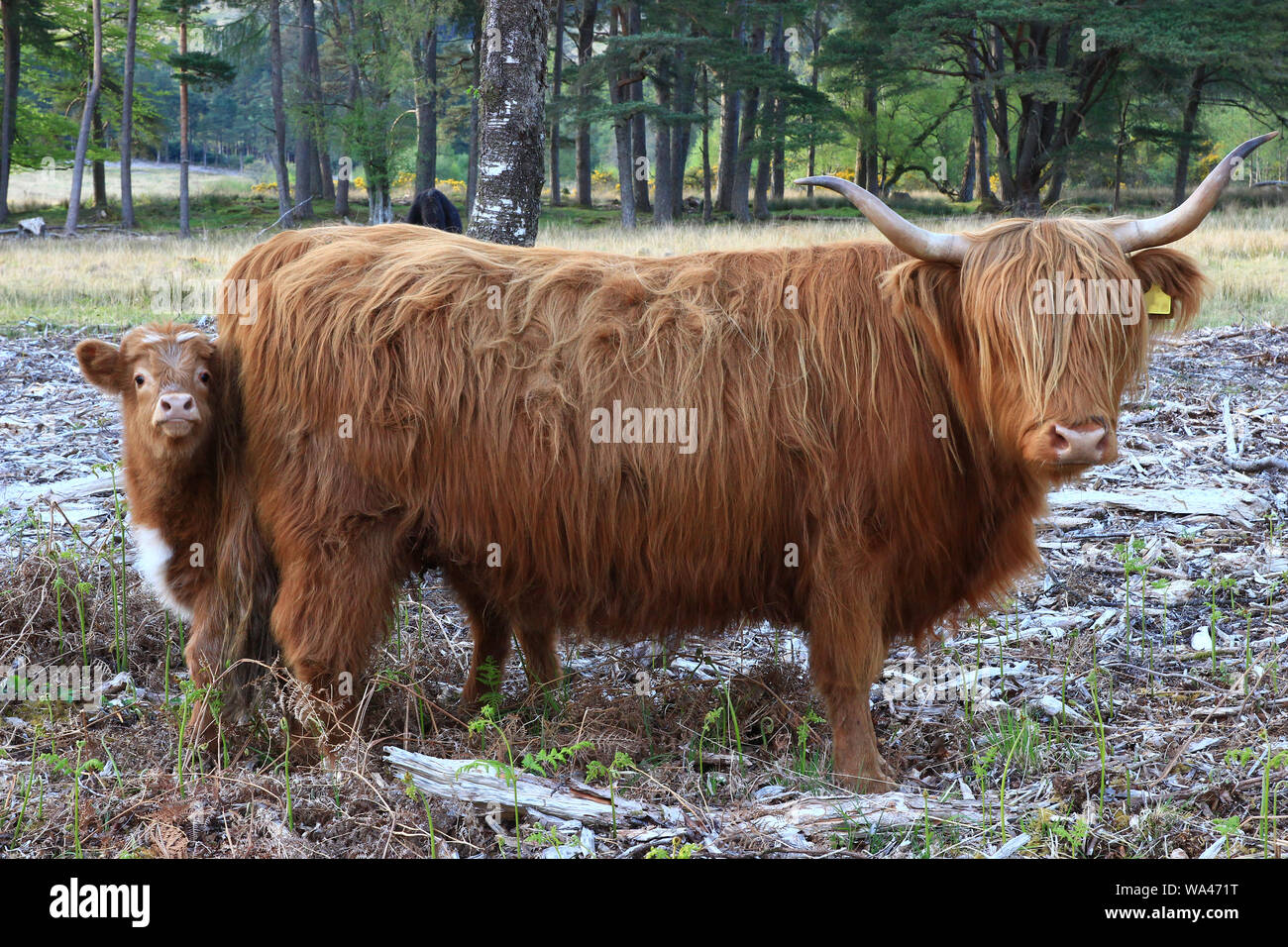 Highland cow and its calf in Scottish woodlands Stock Photo - Alamy