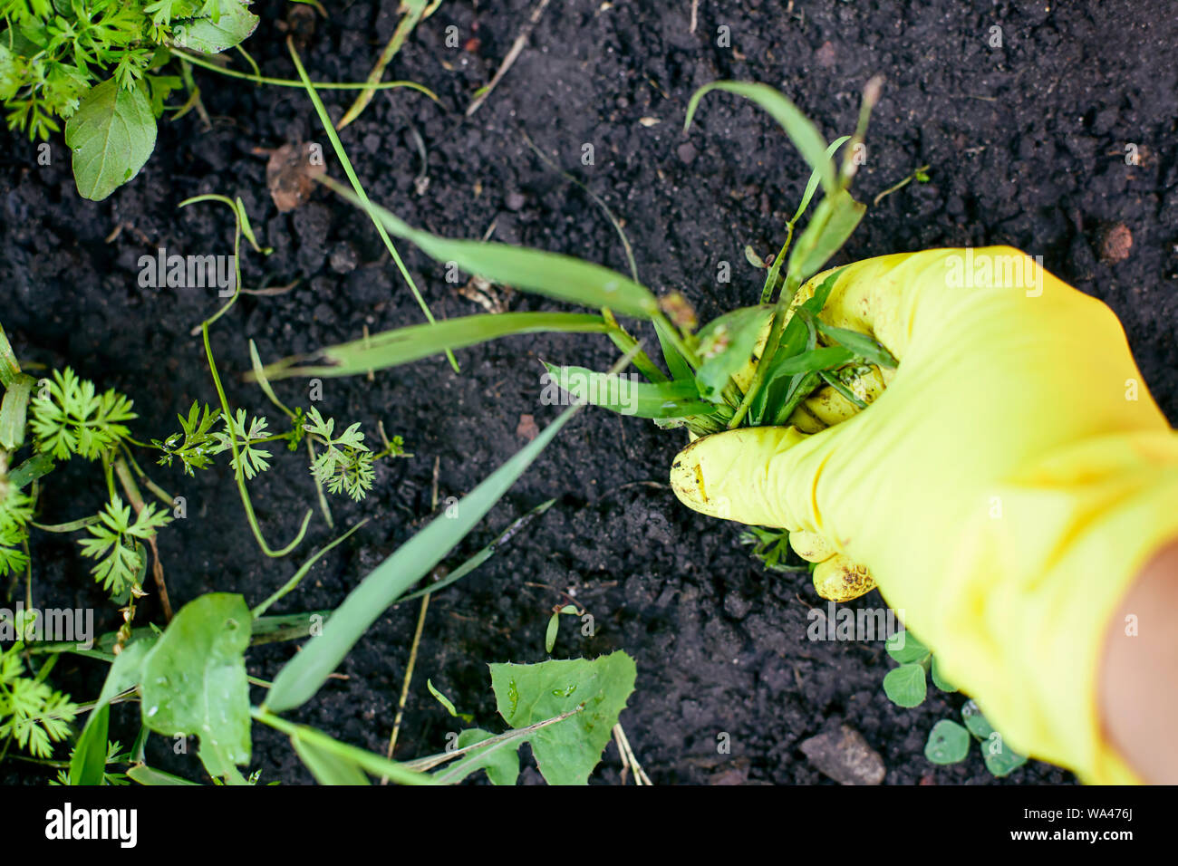Woman hand in garden glove pulling out  weeds. Close-up. Stock Photo
