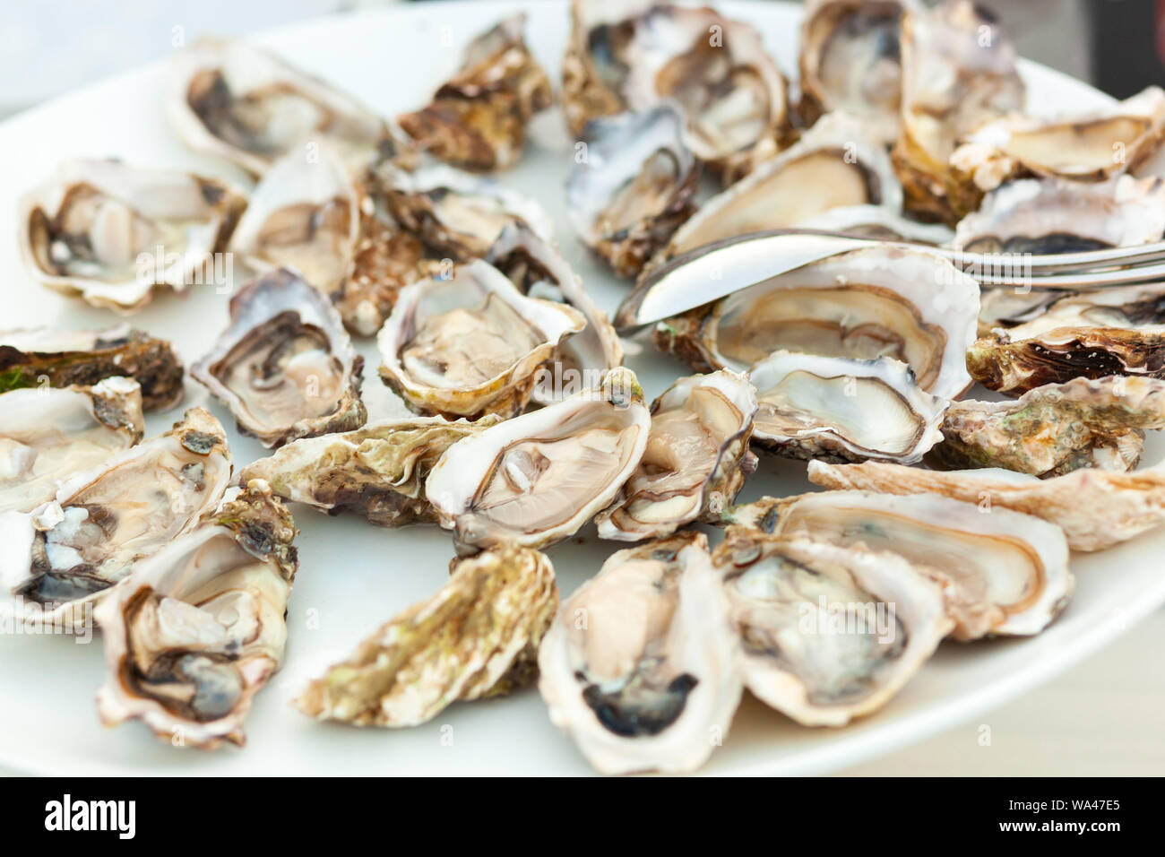 Fresh oysters. Raw fresh oysters are on white round plate, image isolated, with soft focus. Stock Photo
