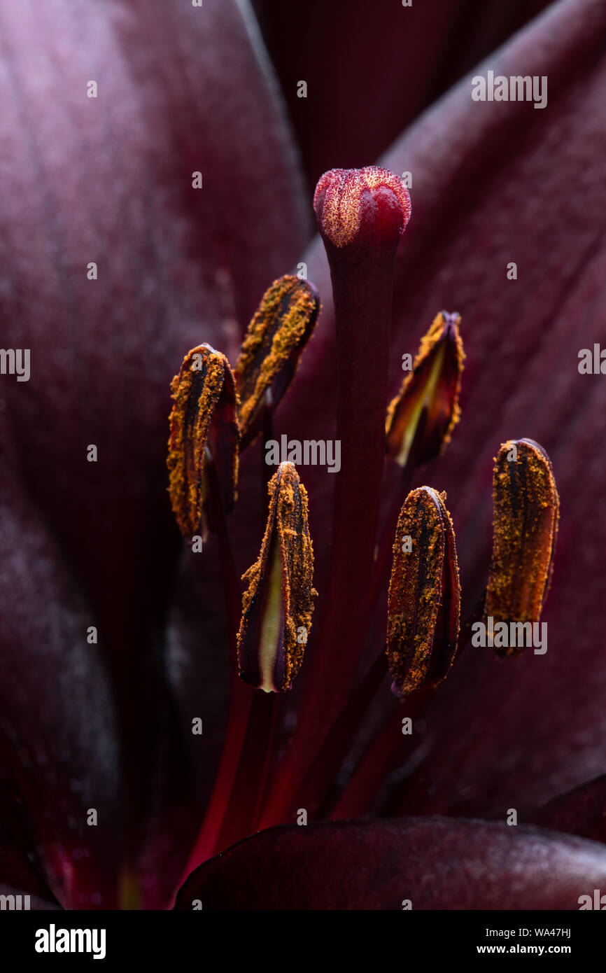 Macro image of beautiful Black lily flower Stock Photo Alamy