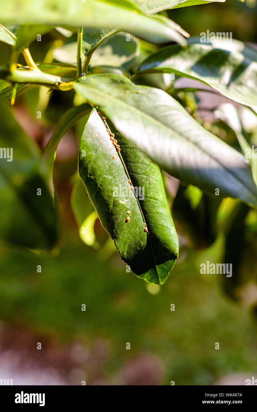Scale insects on a leaf Stock Photo