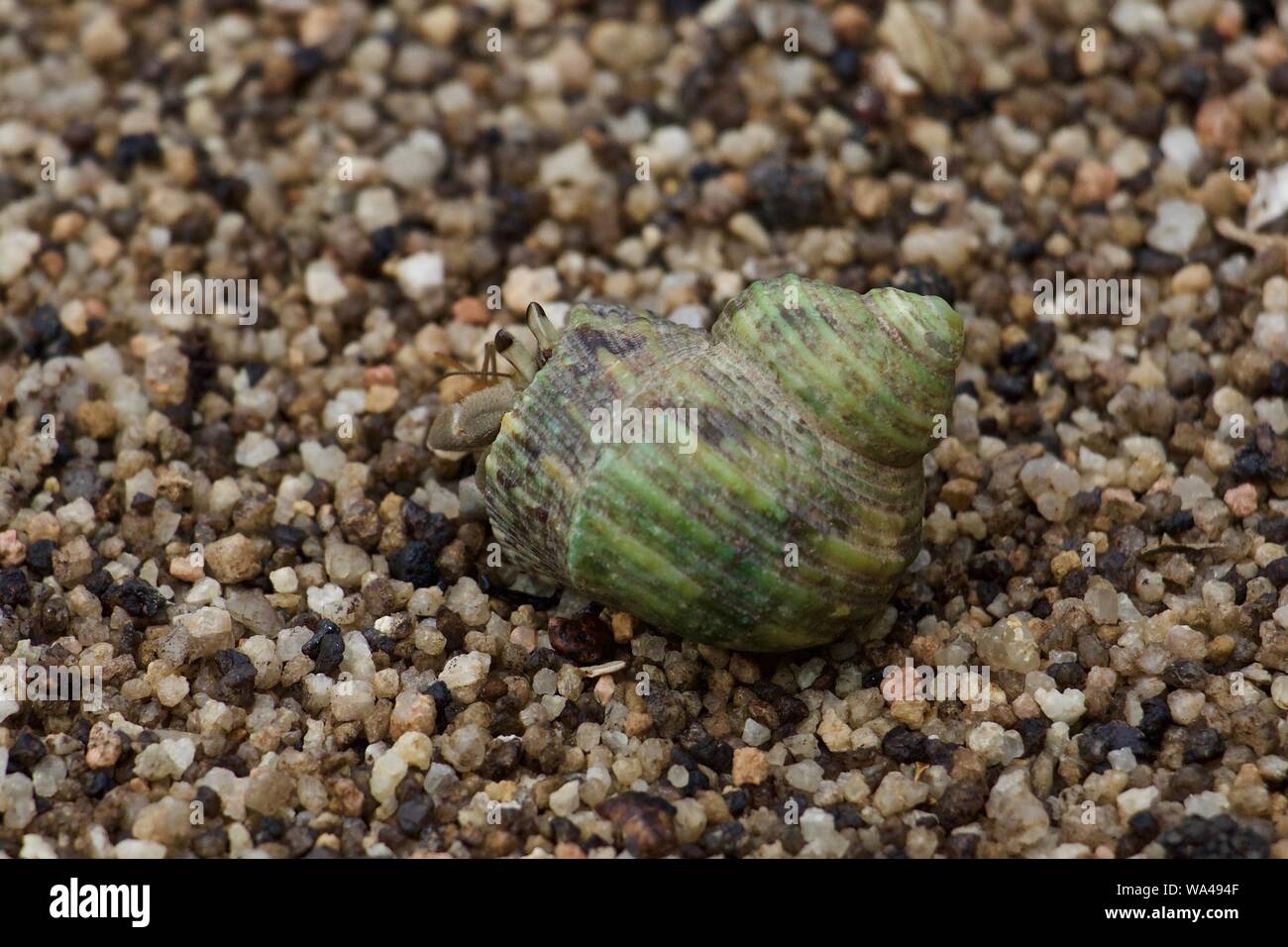 Green shell large female hermit crab Stock Photo