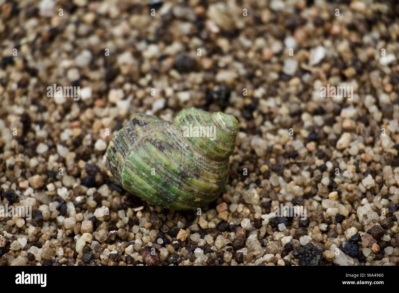 Green shell large female hermit crab Stock Photo Alamy