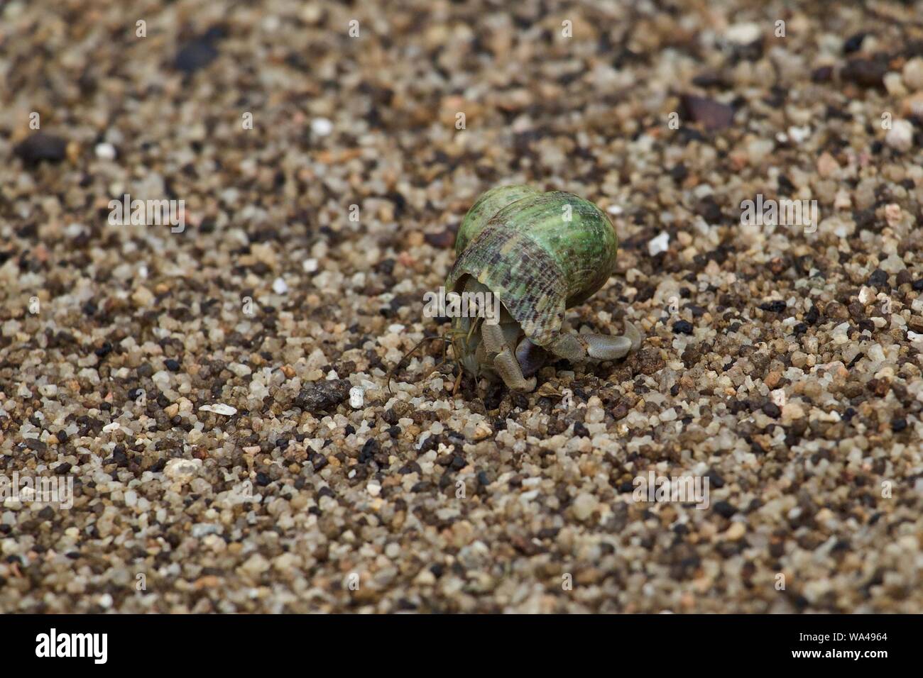 Green shell large female hermit crab Stock Photo