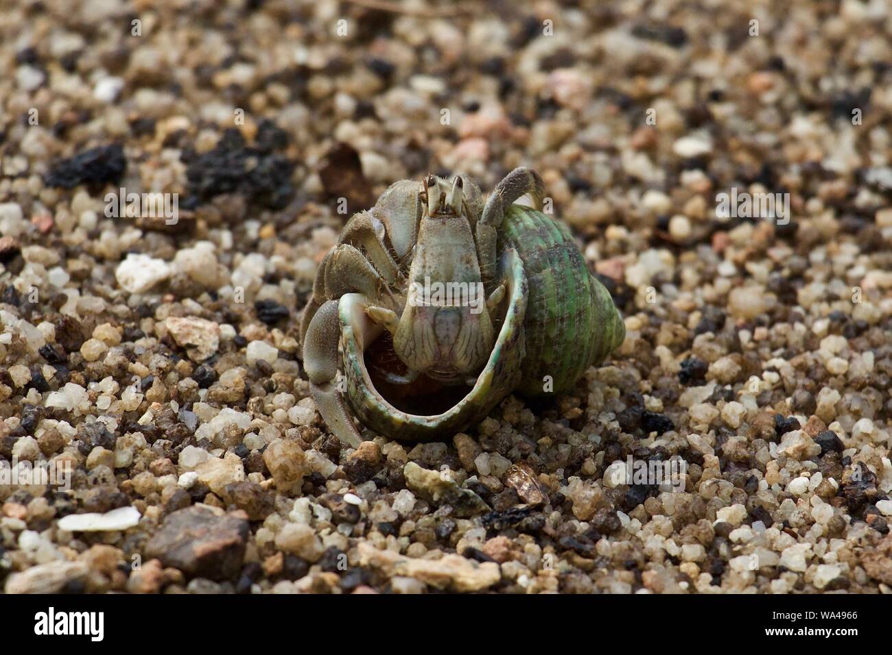 Green shell large female hermit crab coming out of her shell Stock Photo