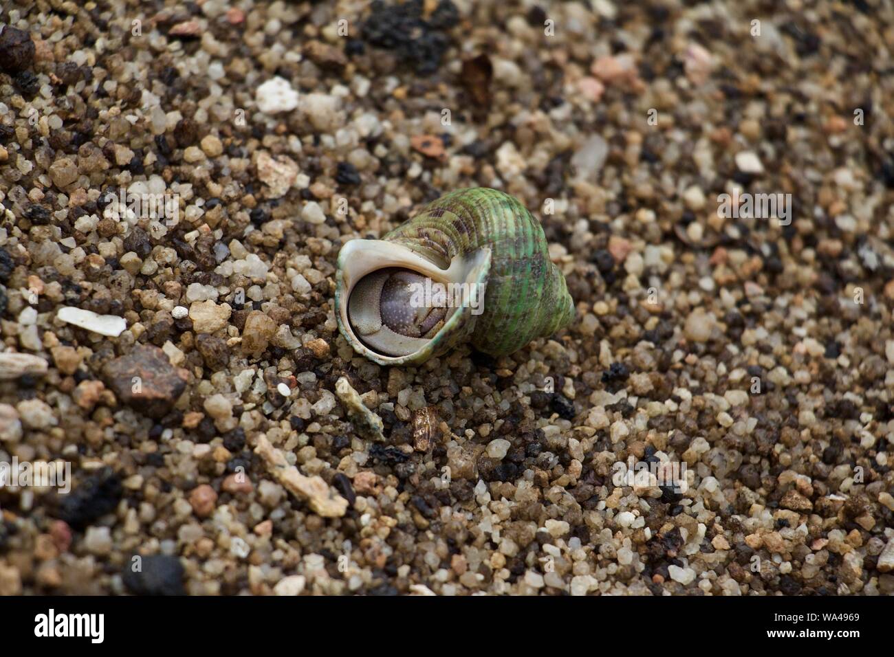 Large female hermit crab hiding Stock Photo - Alamy
