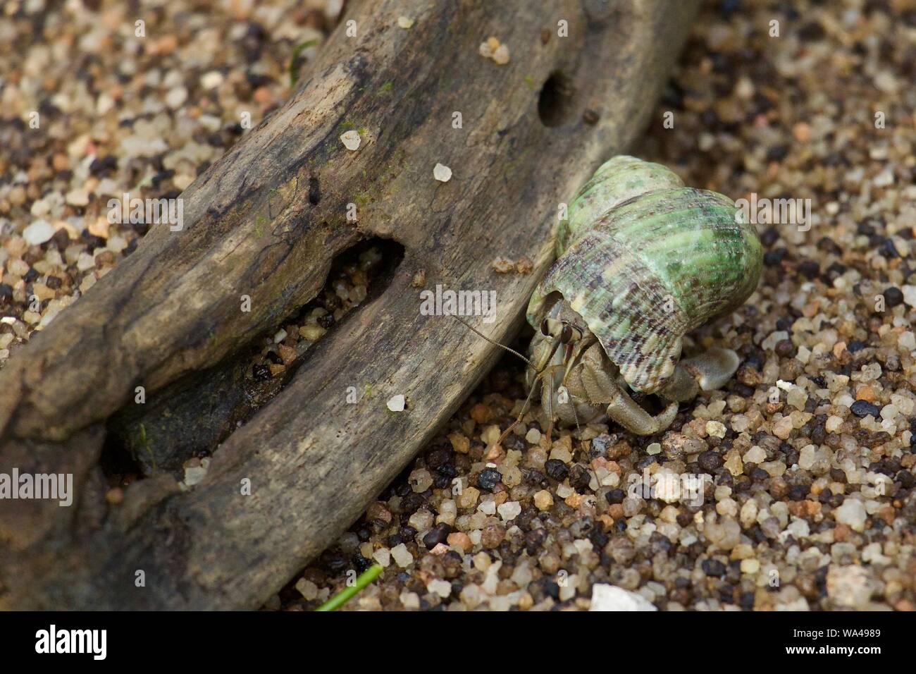 Green shell large female hermit crab Stock Photo Alamy
