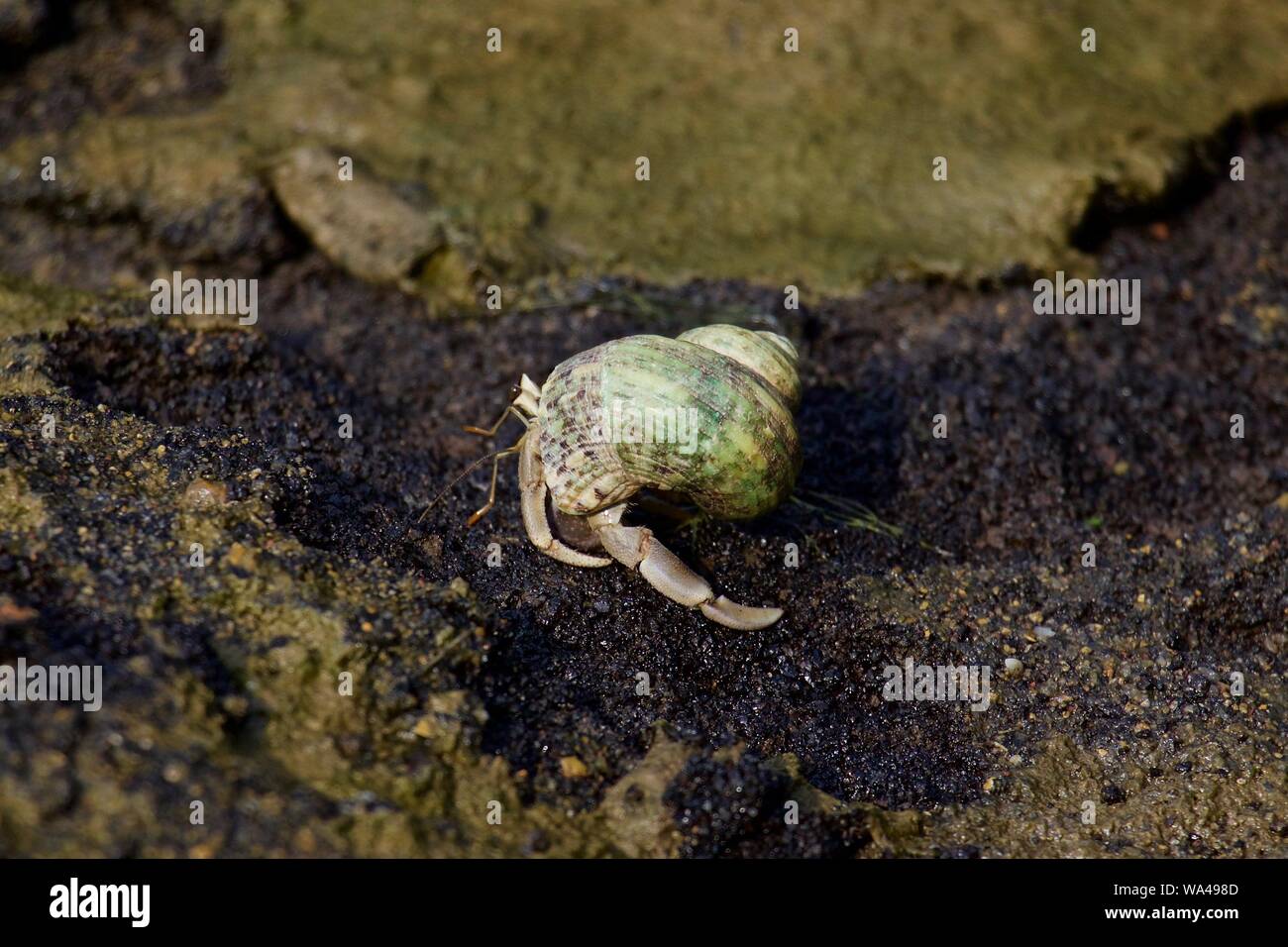 Green shell large female hermit crab on black background Stock Photo