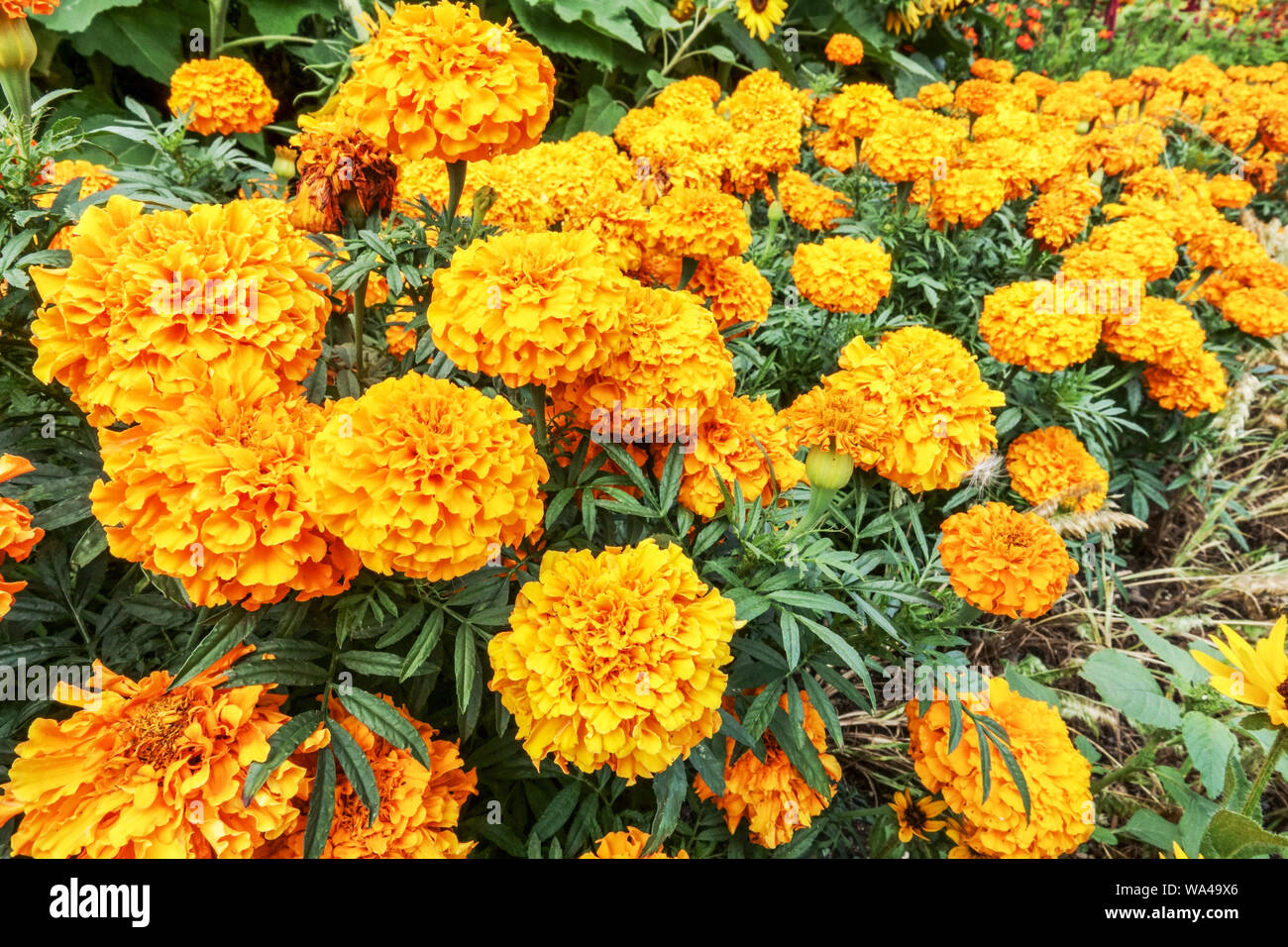 Marigolds in garden hires stock photography and images Alamy