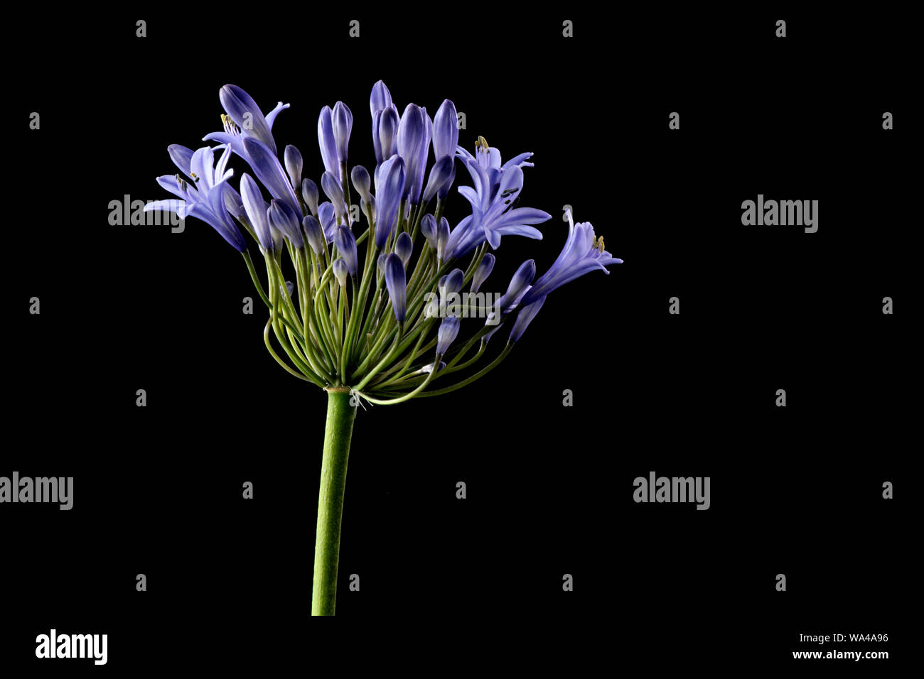A beautiful blue Agapanthus flower photographed a black background Stock Photo