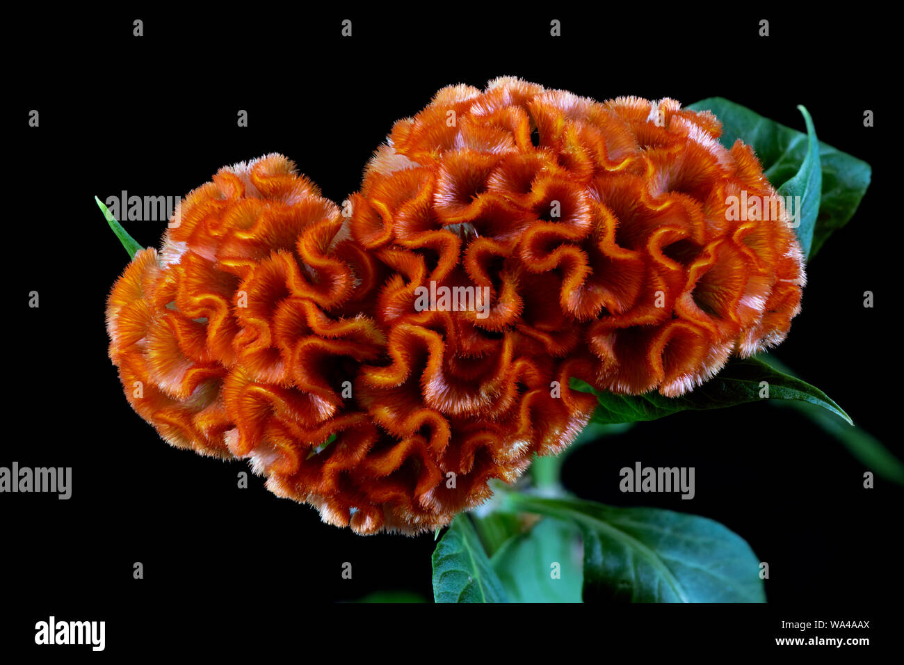 Cockscomb Flower also known as Wool Flower or Brain Celosia Stock Photo