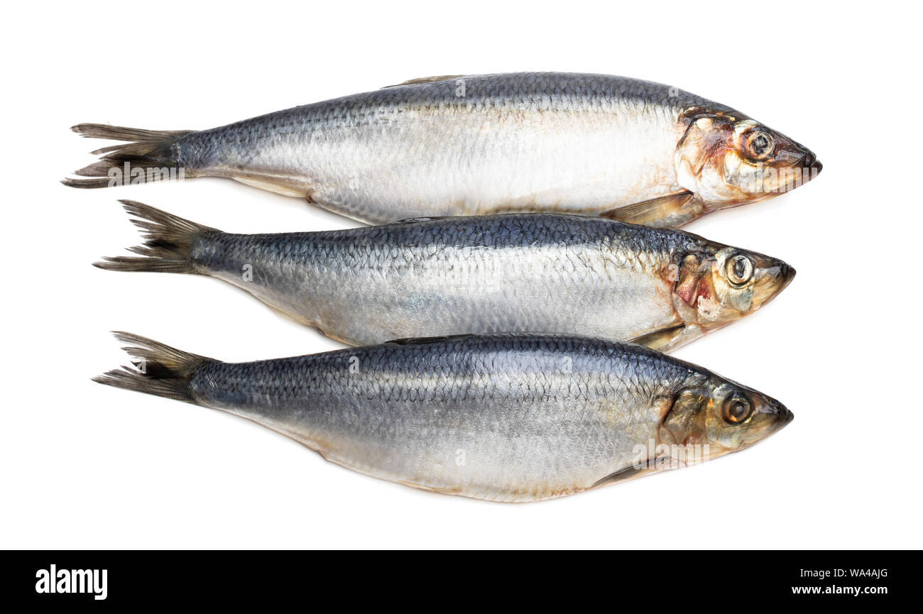 Herring fish Cut Out Stock Images & Pictures Alamy