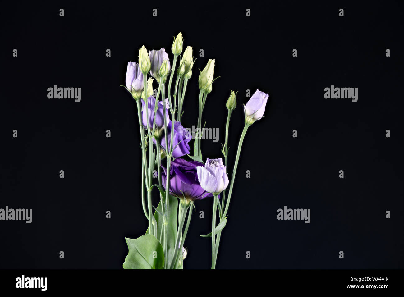 Purple and Mauve Lisianthus (Eustoma) flowers photographed against a black background Stock Photo