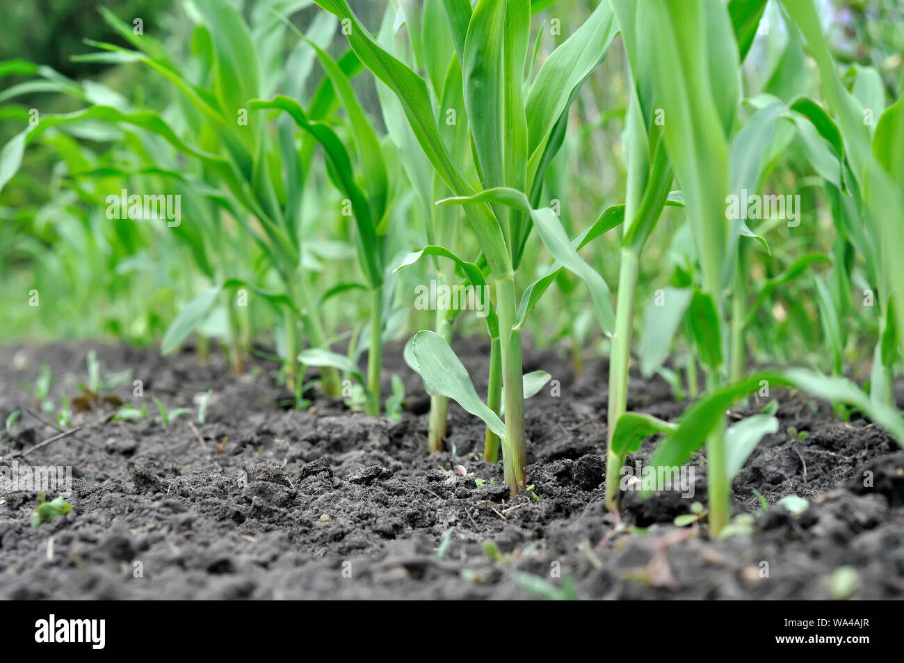 Maize plantation hi-res stock photography and images - Alamy