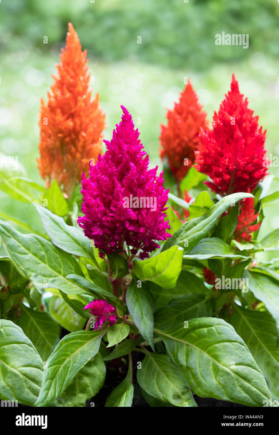 Celosia Plants High Resolution Stock Photography And Images Alamy Celosia Plants High Resolution Stock Photography And Images Alamy