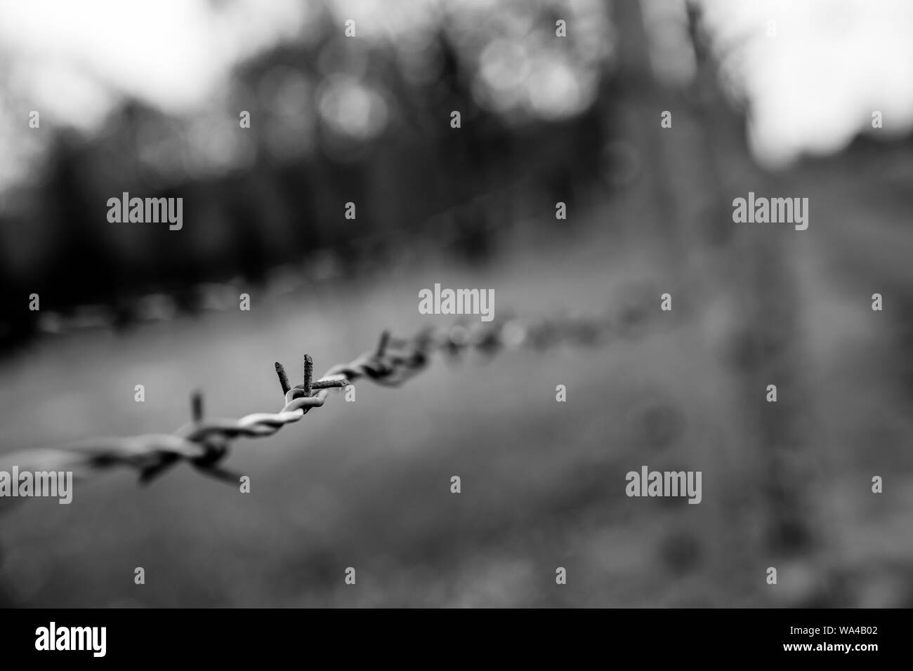 Barbed wire fence closeup view, Auschwitz II Stock Photo