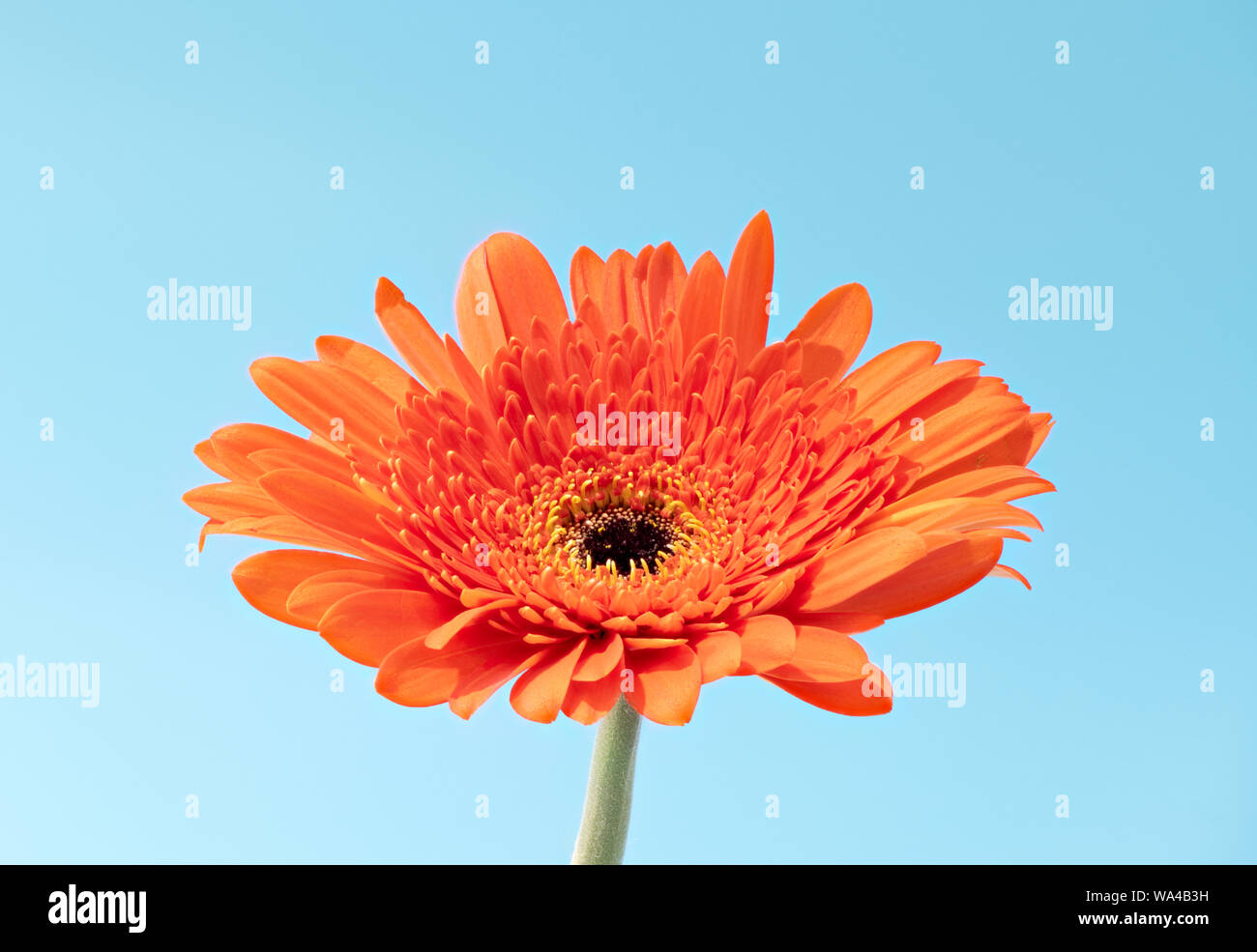 Single orange coloured Gerbera flower photographed against a blue background Stock Photo