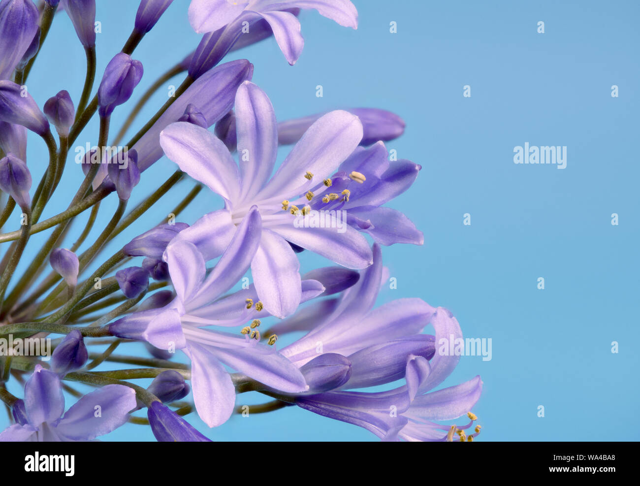Beautiful star shaped blue Agapanthus flowers photographed against a bright blue background Stock Photo