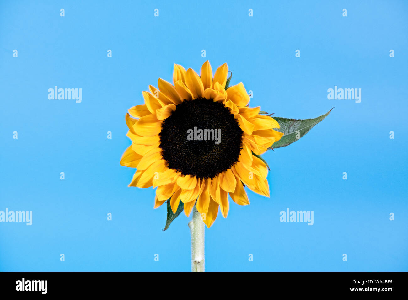 Creative photograph of a single Sunflower flower pictured against a bright blue background like the sun shining in a blue sky Stock Photo