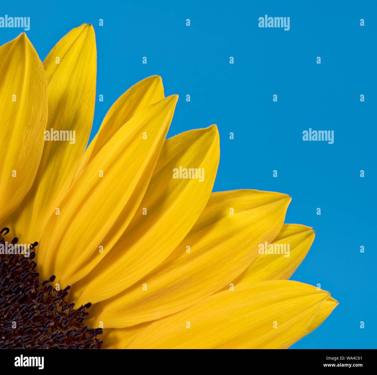 Creative photograph of part of a bright yellow Sunflower photographed against a blue background. Looks like a sun rising Stock Photo