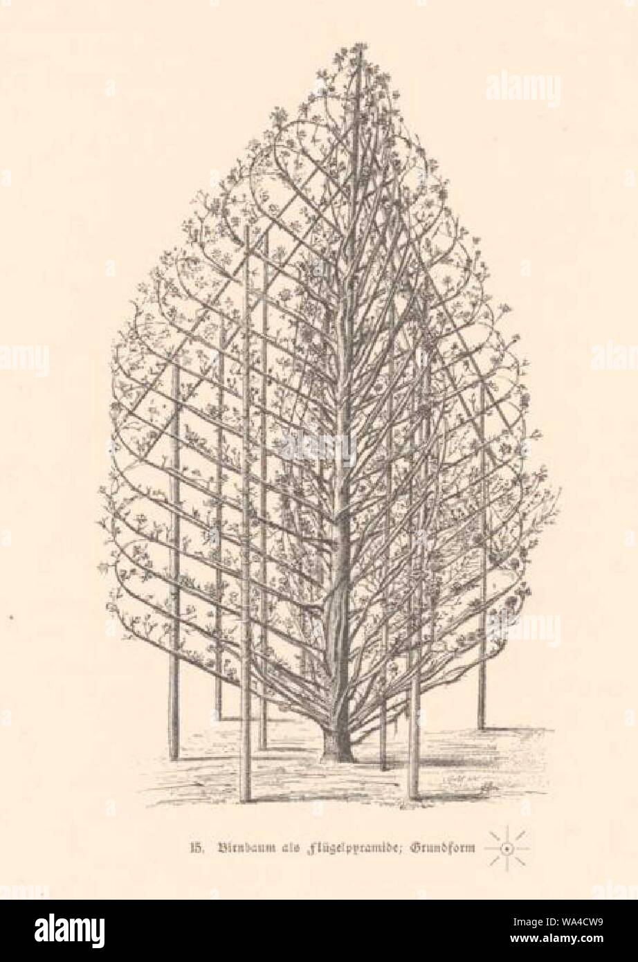 Die Gärrten von Monrepos bei Geisenheim - Birnbaum als Flügelpyramide k. Stock Photo