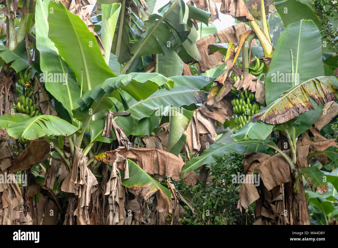 Banana tree in the rainforest of Amazon River basin in South America