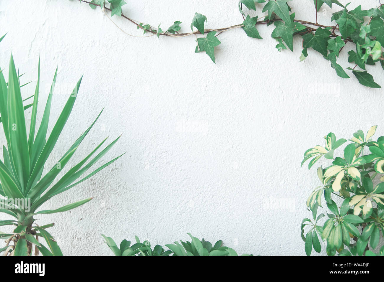 Green foliage with palm, ivy and plants against a white wall background.  Frame composition with empty copy space for Editor's text Stock Photo -  Alamy
