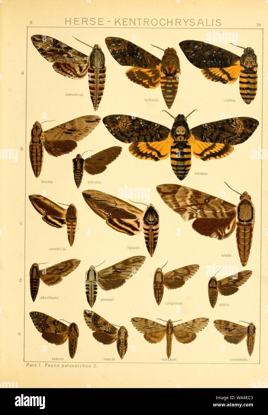 Die Gross-Schmetterlinge der Erde (Taf. 36) Stock Photo