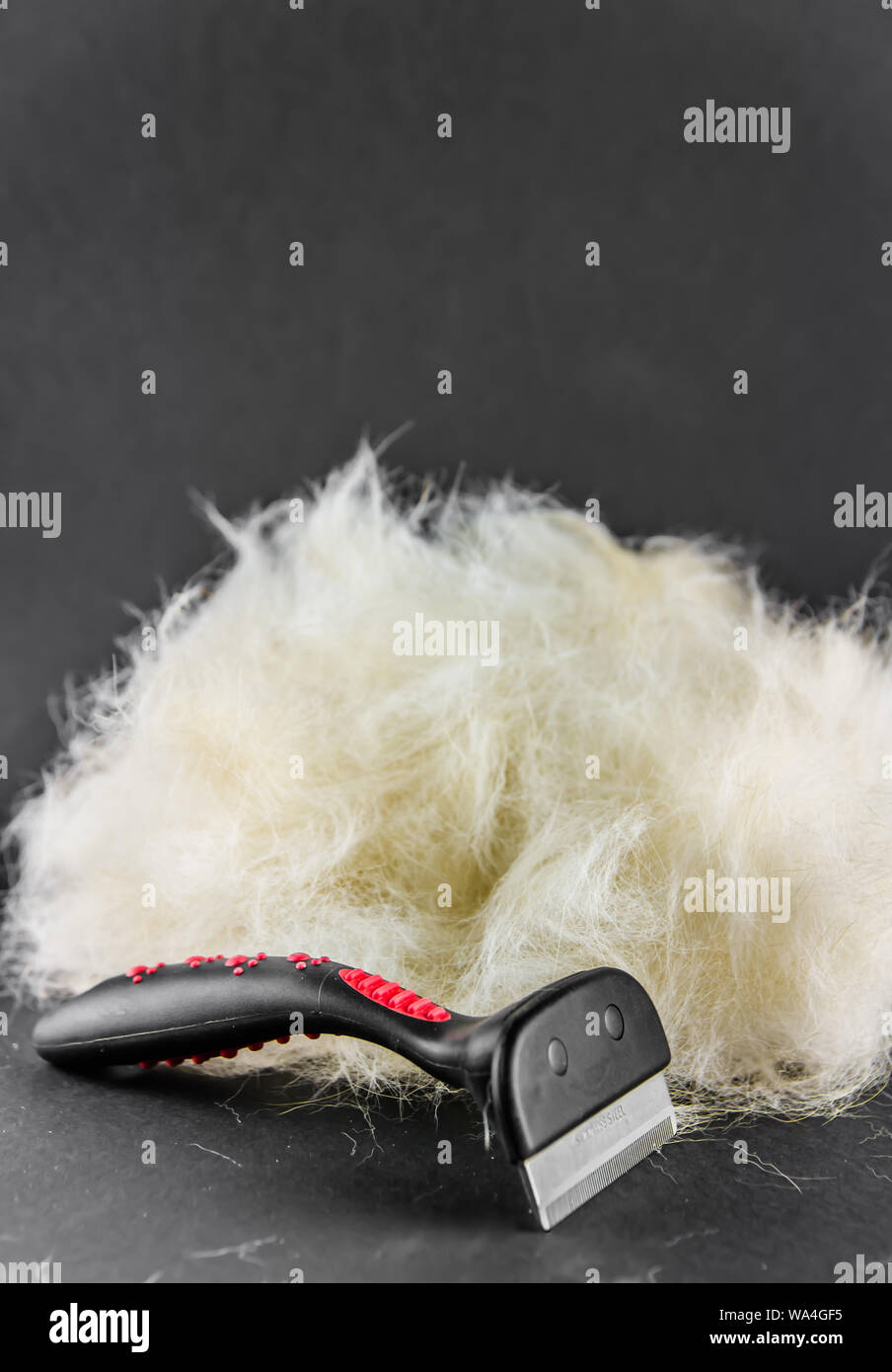 Hair loss dog hires stock photography and images Alamy