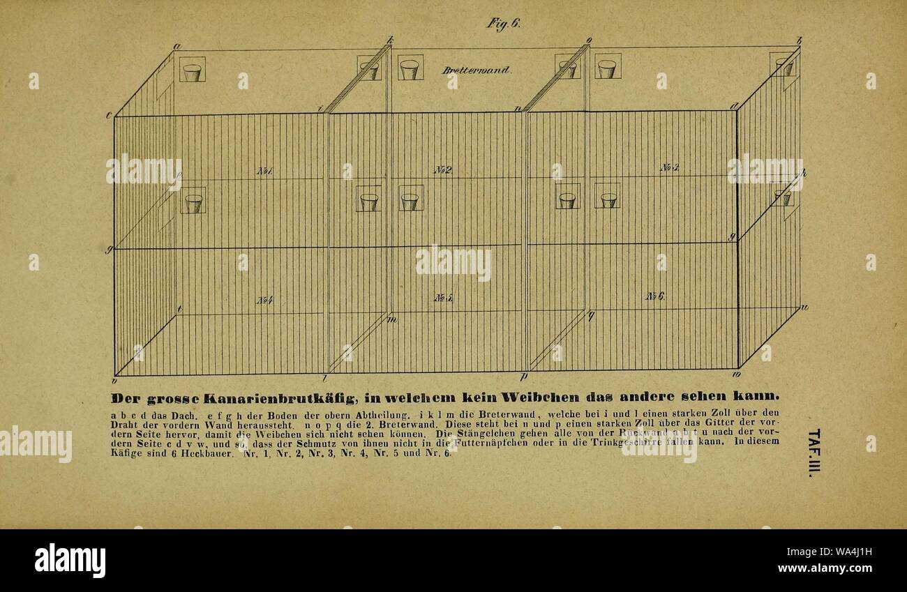 Die Kanarienvögel, Sprosser, Nachtigallen, Rothgimpel, Schwarzamseln, Bluthänflinge, Steindrosseln und Kalanderammerlerchen, sowie ihre Wartung, Pflege und Fortpflanzung (Tafel III) Stock Photo