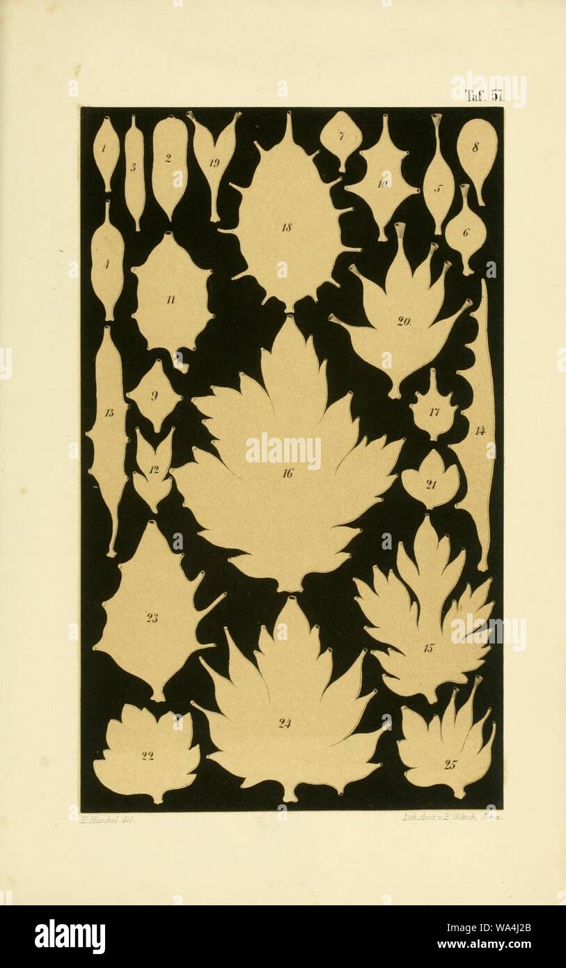 Die Kalkschwämme (Plate 57) Stock Photo