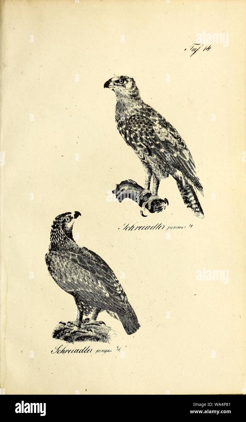 Die Naturgeschichte in getreuen Abbildungen und mit ausführlicher Beschreibung derselben (Pl. 14) Stock Photo