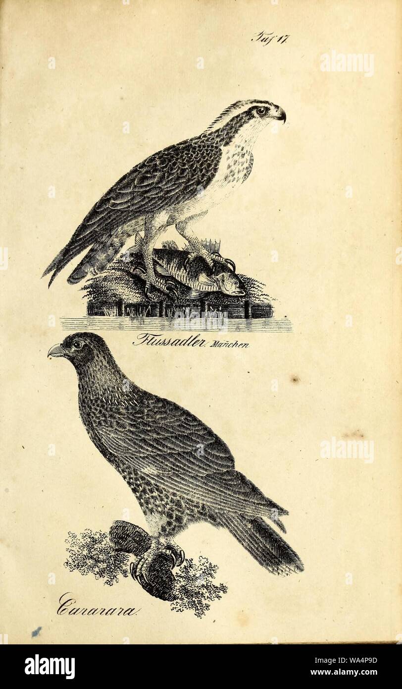 Die Naturgeschichte in getreuen Abbildungen und mit ausführlicher Beschreibung derselben (Pl. 17) Stock Photo
