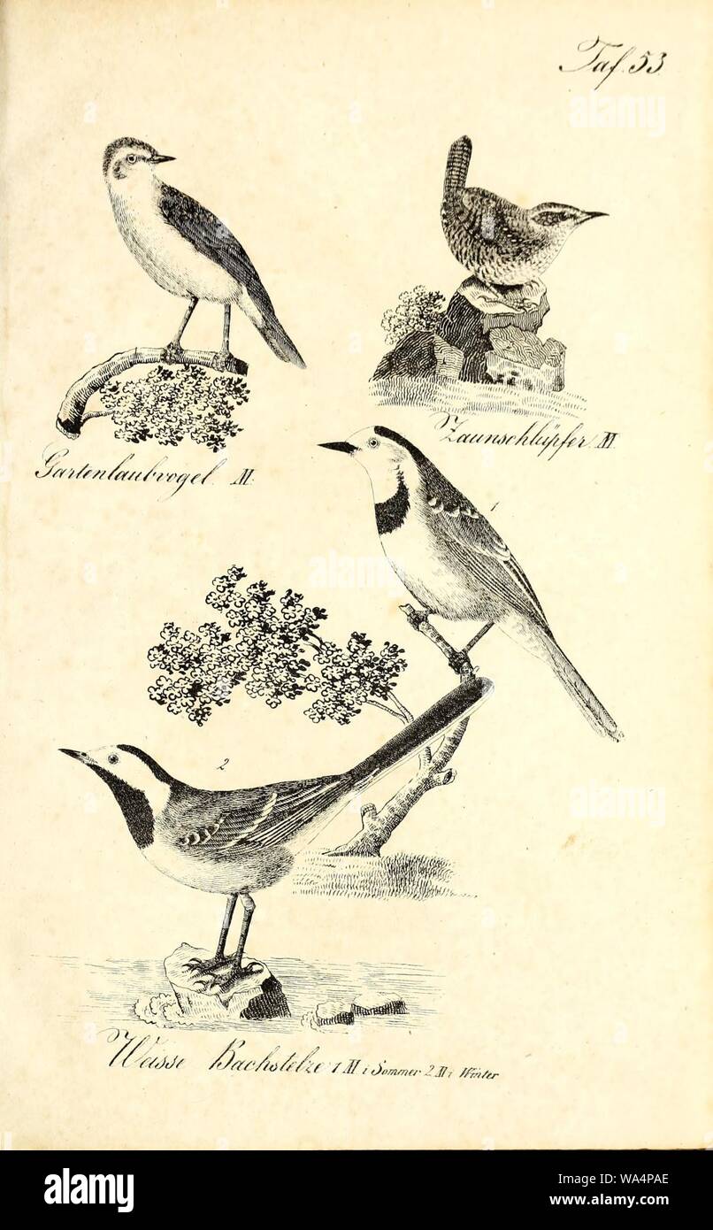 Die Naturgeschichte in getreuen Abbildungen und mit ausführlicher Beschreibung derselben (Pl. 53) Stock Photo