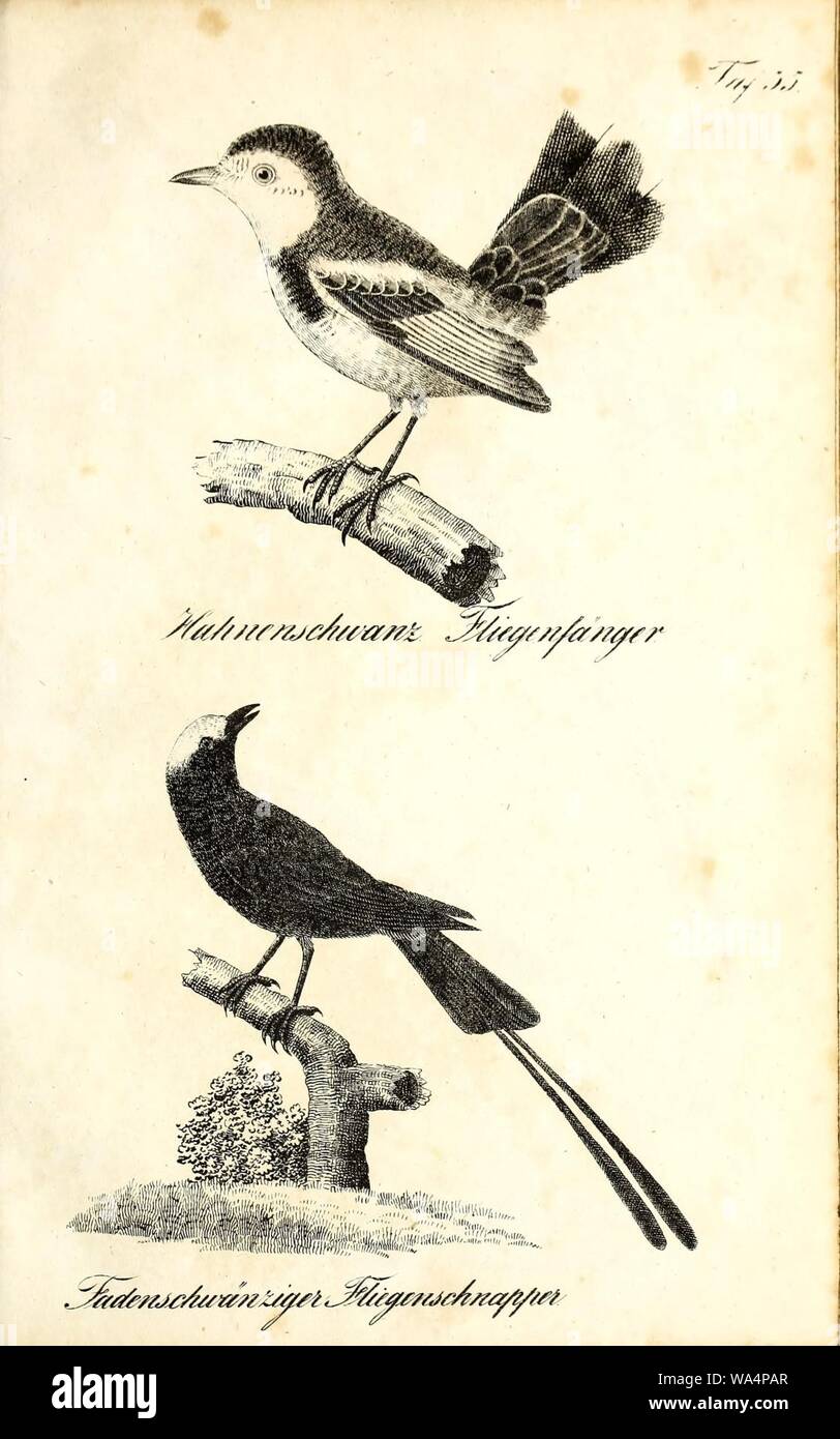 Die Naturgeschichte in getreuen Abbildungen und mit ausführlicher Beschreibung derselben (Pl. 35) Stock Photo