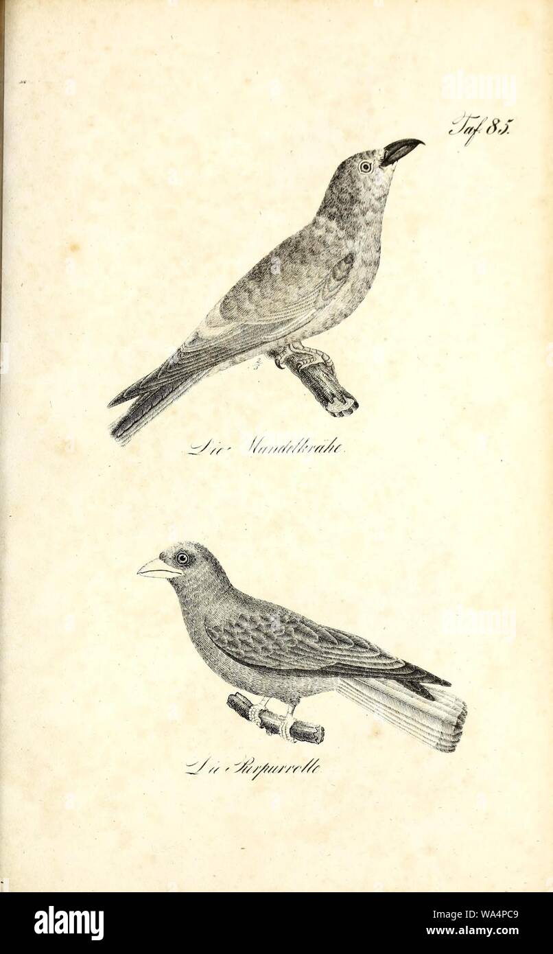 Die Naturgeschichte in getreuen Abbildungen und mit ausführlicher Beschreibung derselben (Pl. 85) Stock Photo