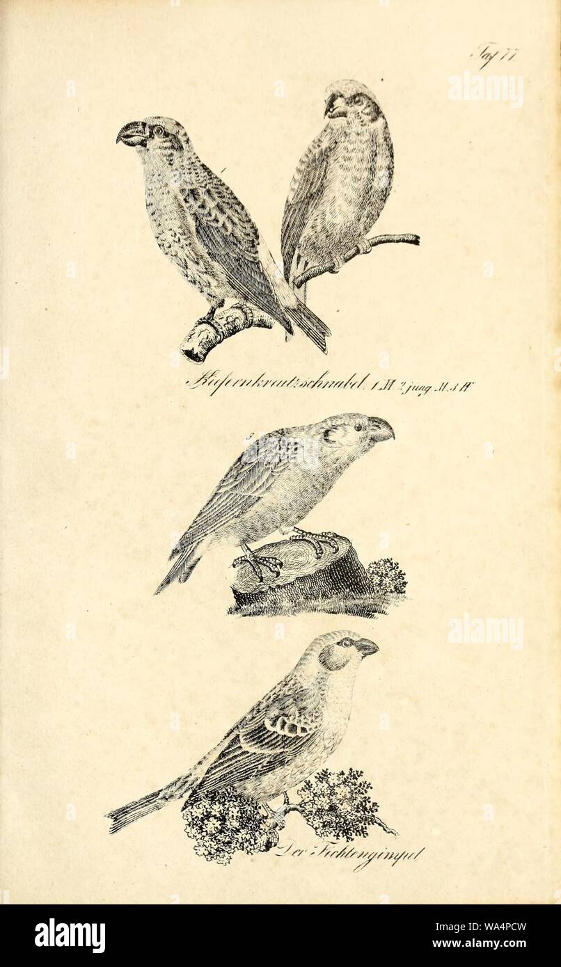 Die Naturgeschichte in getreuen Abbildungen und mit ausführlicher Beschreibung derselben (Pl. 77) Stock Photo