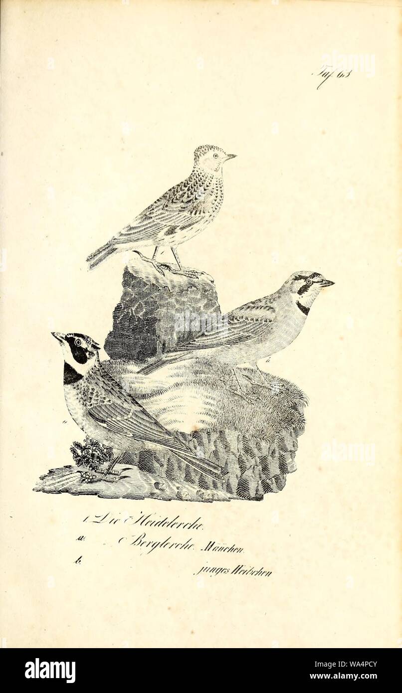 Die Naturgeschichte in getreuen Abbildungen und mit ausführlicher Beschreibung derselben (Pl. 63) Stock Photo