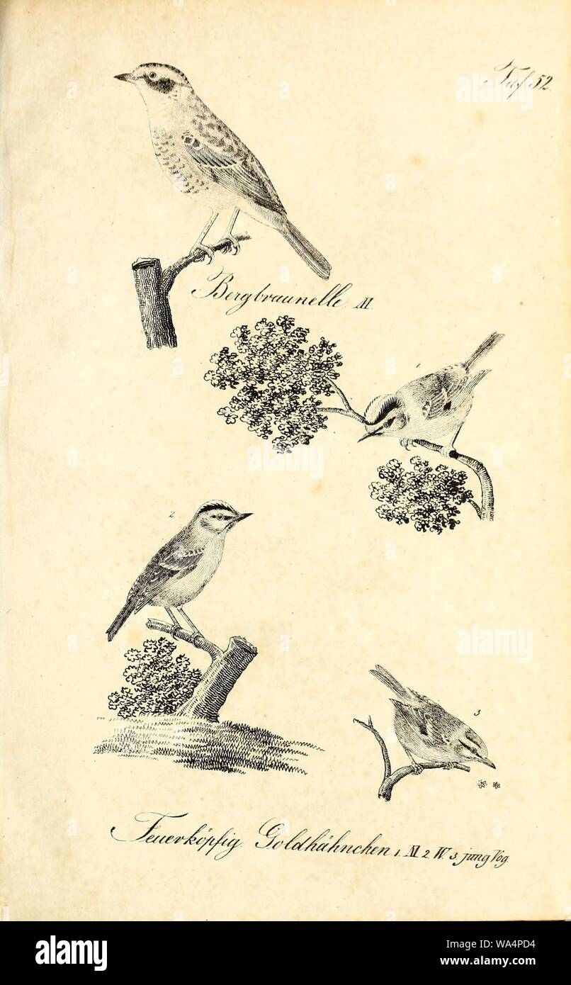 Die Naturgeschichte in getreuen Abbildungen und mit ausführlicher Beschreibung derselben (Pl. 52) Stock Photo