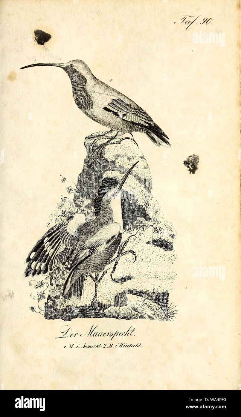 Die Naturgeschichte in getreuen Abbildungen und mit ausführlicher Beschreibung derselben (Pl. 90) Stock Photo