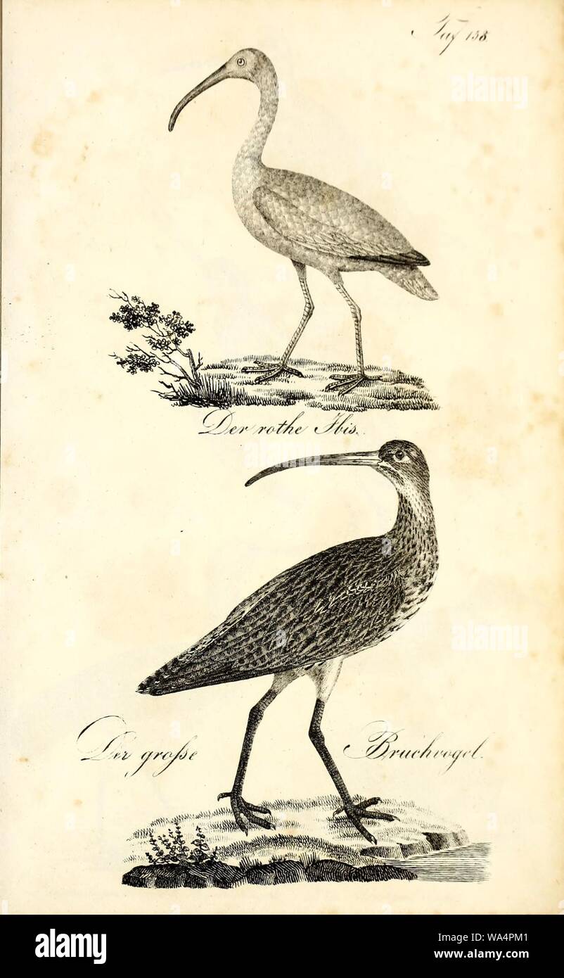 Die Naturgeschichte in getreuen Abbildungen und mit ausführlicher Beschreibung derselben (Pl. 158) Stock Photo