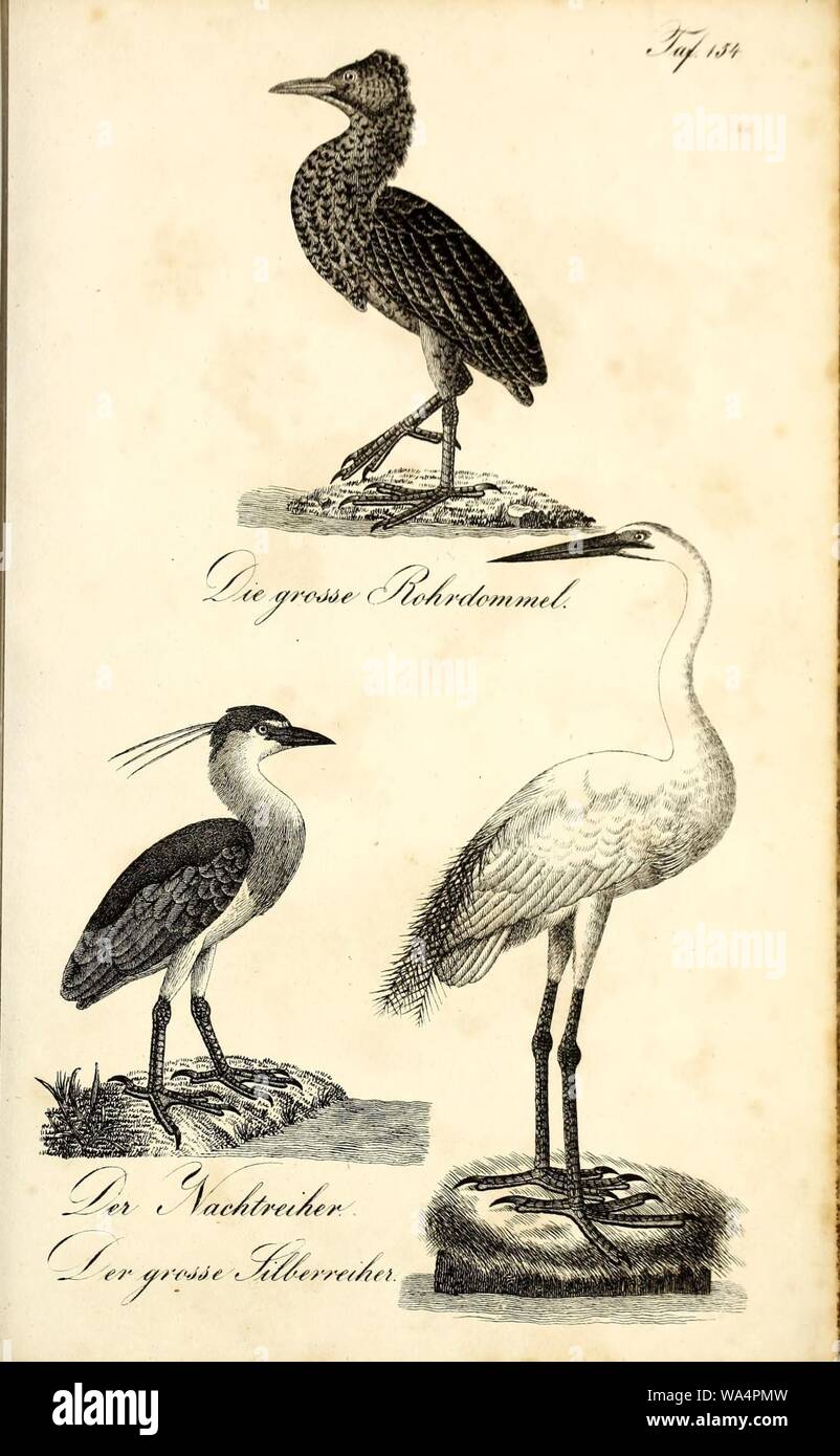 Die Naturgeschichte in getreuen Abbildungen und mit ausführlicher Beschreibung derselben (Pl. 154) Stock Photo