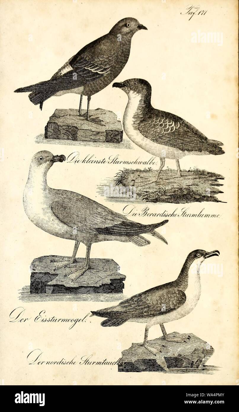 Die Naturgeschichte in getreuen Abbildungen und mit ausführlicher Beschreibung derselben (Pl. 171) Stock Photo